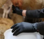 fam worker with single-use black disposable nitrile gloves working with a cow udder in a barn