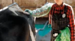 farm worker wearing single-use disposable artifical insemination full sleeve gloves doing a rectal check on a cow in a barn